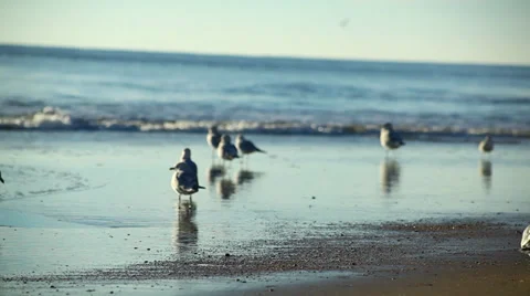 Seagulls on an Empty Beach Stock Footage 32708606