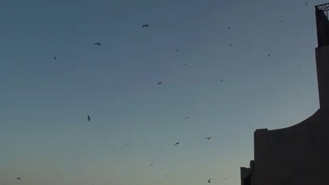 Seagulls in the Evening Stock Footage 75875818