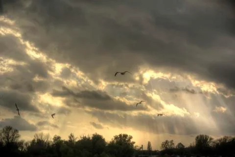 Seagulls in the Evening Stock Photos