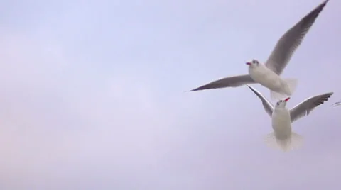 Seagulls evening slowly float in the sky. Slow motion. Stock Footage 65002851