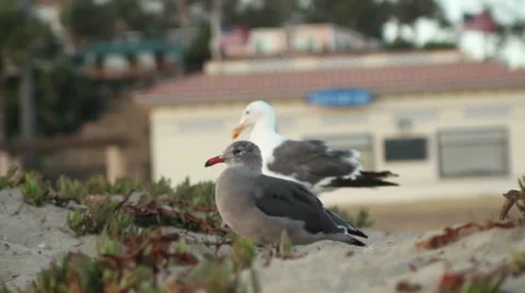 Seagulls exploring the beach Stock Footage 67639196