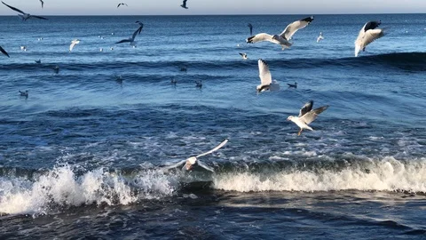 Seagulls fall into the water.  Birds on the water.  Seagulls in the sea. Stock Footage