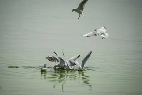 Seagulls feasting Stock Photos