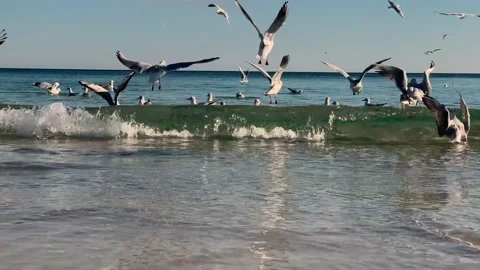 Seagulls feed on the beach Stock Footage