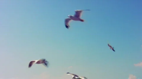 Seagulls Feeding 1 Video stock 500664