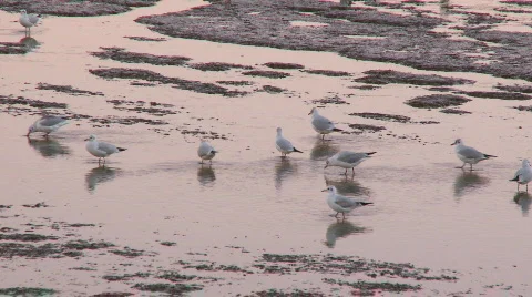 Seagulls feeding in beach Video stock 325674