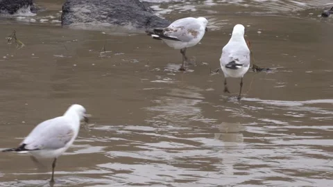 Seagulls feeding on the beach Stock Footage 230122211