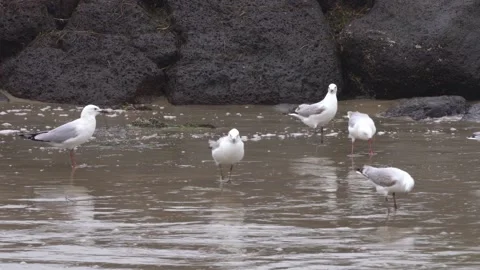 Seagulls feeding on the beach Stock Footage 230122271