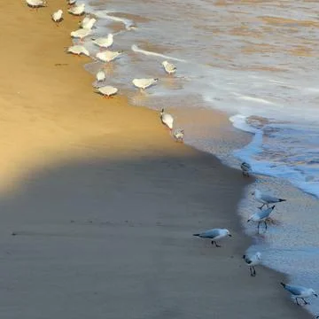 Seagulls Feeding On The Beach Stock Photos
