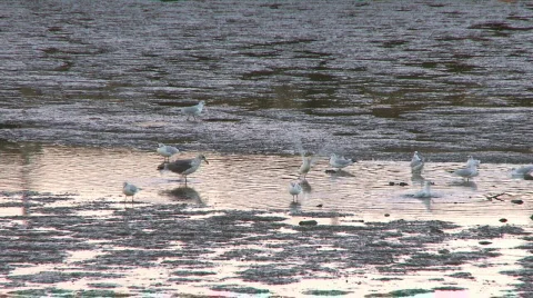 Seagulls feeding in beach sunset Video stock 299151