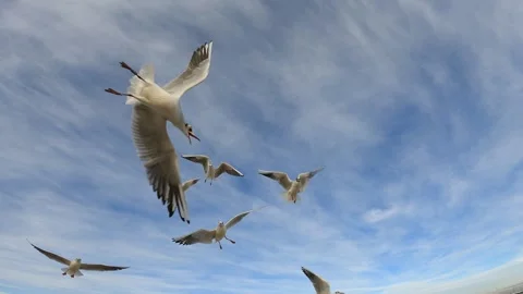 Seagulls feeding bread on blue sky Stock-Footage 243760421