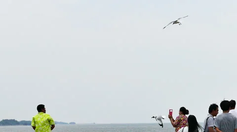 Seagulls Feeding Stock Footage 49382458