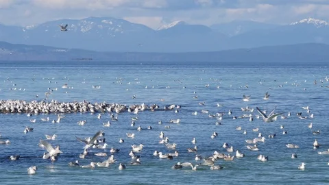 Seagulls Feeding On Herring Run Stock Footage 88754327