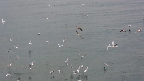 Seagulls feeding at the waterfront Stock Footage 104178985