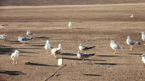 Seagulls fight for bread on the Brouwersdam Stock Footage 252183057