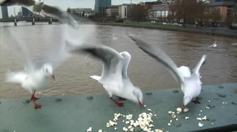 Seagulls fight for feed slowmotion Stock Footage