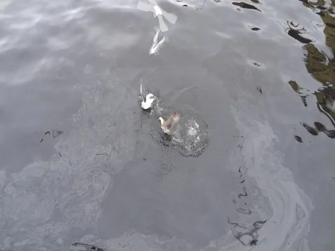 Seagulls fight Vídeo Stock 79905344