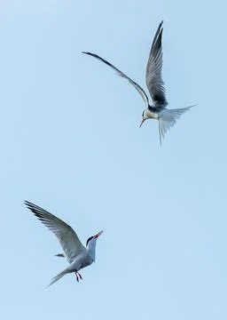 Seagulls fight Stock Photos