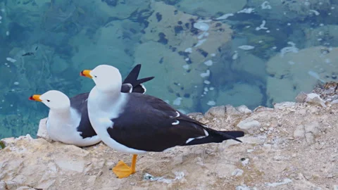 Seagulls Fighting and Taking Flight from Coastal Cliffside Ledge 스톡 동영상 344163333