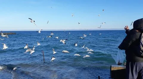Seagulls fighting for the catching a piece of bread. Flock of seagulls . Sea Stock Photos