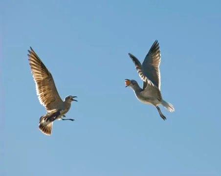 Seagulls fighting for food Stock Photos