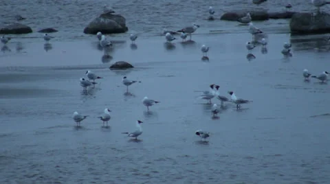 Seagulls fighting 動画素材 23698128