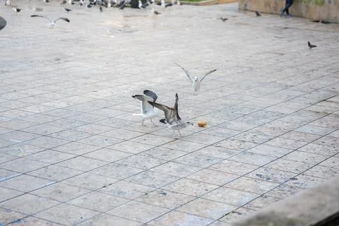 Seagulls Fighting Over a Piece of Bread in a Public Square in Lisbon, Portugal Stock Photos