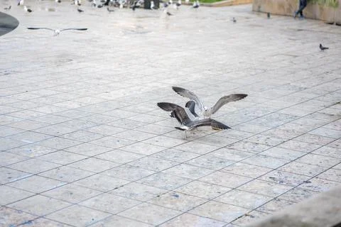 Seagulls Fighting Over a Piece of Bread in a Public Square in Lisbon, Portugal Stock Photos