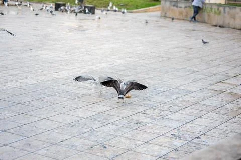 Seagulls Fighting Over a Piece of Bread in a Public Square in Lisbon, Portugal Stock Photos