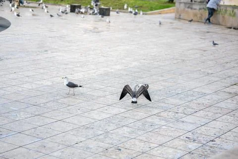 Seagulls Fighting Over a Piece of Bread in a Public Square in Lisbon, Portugal Stock Photos
