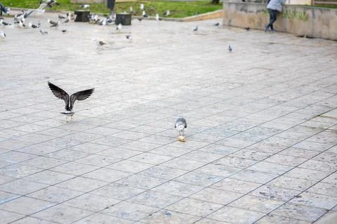 Seagulls Fighting Over a Piece of Bread in a Public Square in Lisbon, Portugal Stock Photos