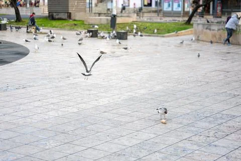 Seagulls Fighting Over a Piece of Bread in a Public Square in Lisbon, Portugal Stock Photos