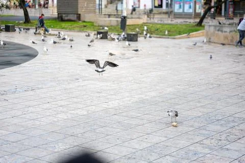 Seagulls Fighting Over a Piece of Bread in a Public Square in Lisbon, Portugal Stock Photos