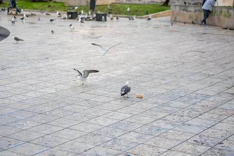 Seagulls Fighting Over a Piece of Bread in a Public Square in Lisbon, Portugal Stock Photos