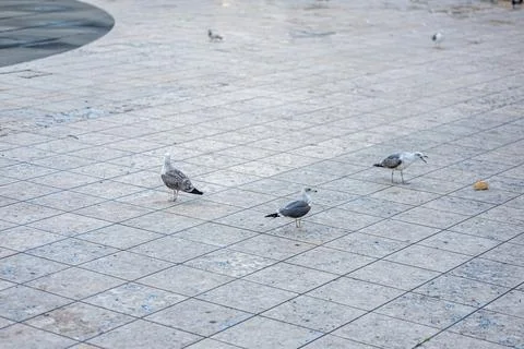 Seagulls Fighting Over a Piece of Bread in a Public Square in Lisbon, Portugal Stock Photos
