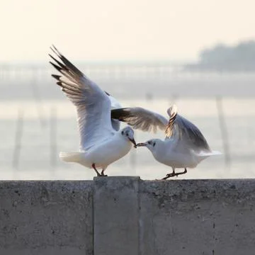Seagulls fighting Stock Photos
