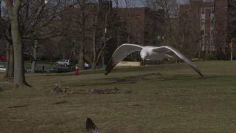 Seagulls fighting on the street Stock Footage 243633664