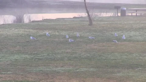 Seagulls finding food Vídeo Stock 45757392