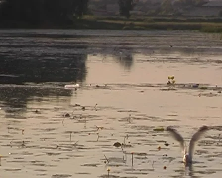 Seagulls fish. Stock Footage