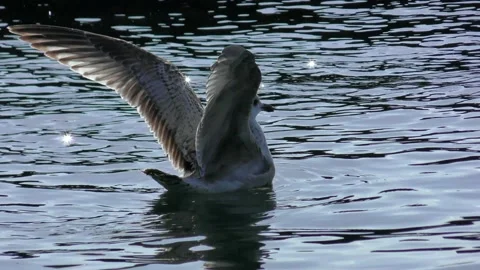 Seagulls flapping on the surface of the sea Stock Footage 144270788