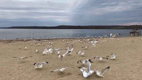 Seagulls Flapping Wings on River Beach Stock Footage 85282622