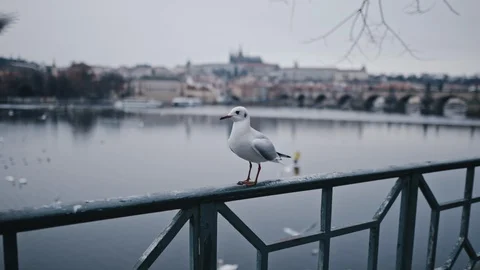 Seagulls in flight against the background of the sights of the old city, Charles Stock Footage 123859359