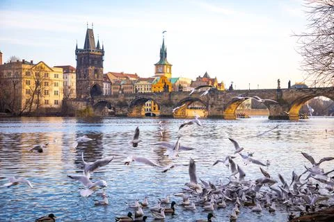 Seagulls in flight against the background of the sights of the old city, Charles Stock Photos