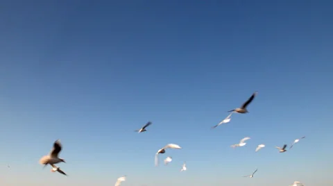 Seagulls flight against the blue sky Stock-Footage 44982329