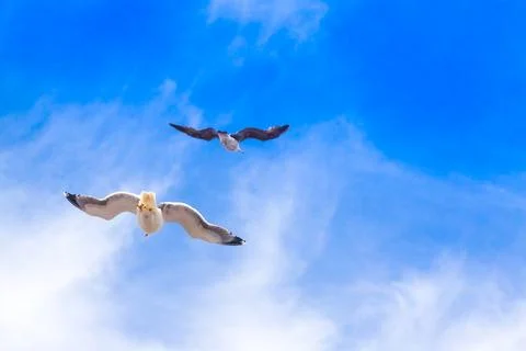 Seagulls in Flight Against Overcast Sky 写真素材