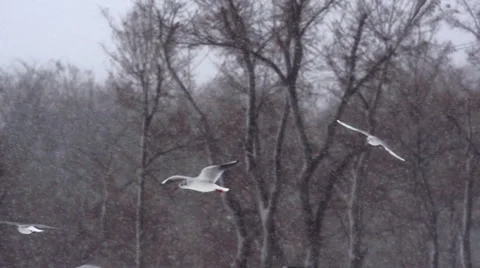 Seagulls in flight during a heavy snowfall. Slow motion. Stock Footage 65298912