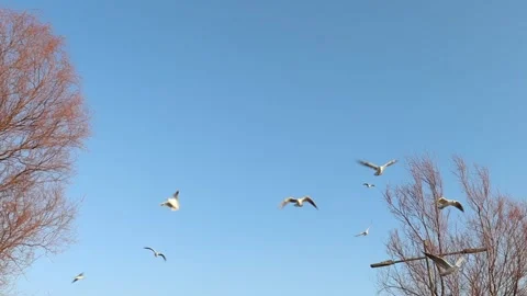 Seagulls in Flight During Winter Stock Footage 323455379