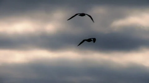 Seagulls in flight Stock-Footage 521439