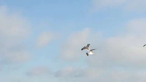 Seagulls in flight Stock Footage 86906192