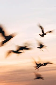 Seagulls in flight with motion blur at sunset Stock Photos